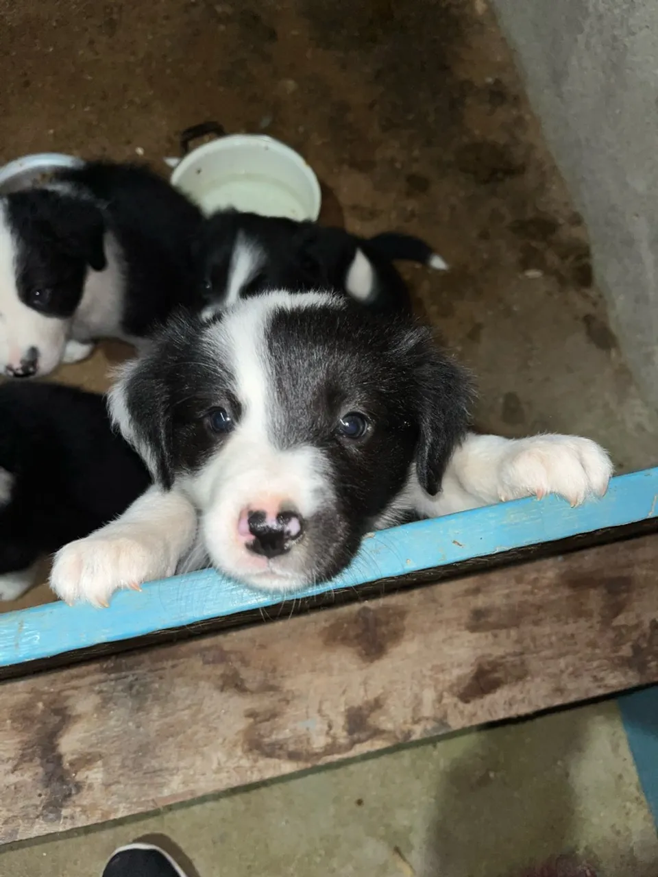 Filhotes de Border Collie