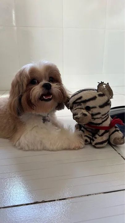 VENDO FILHOTES DE SHITZU  - Foto 3