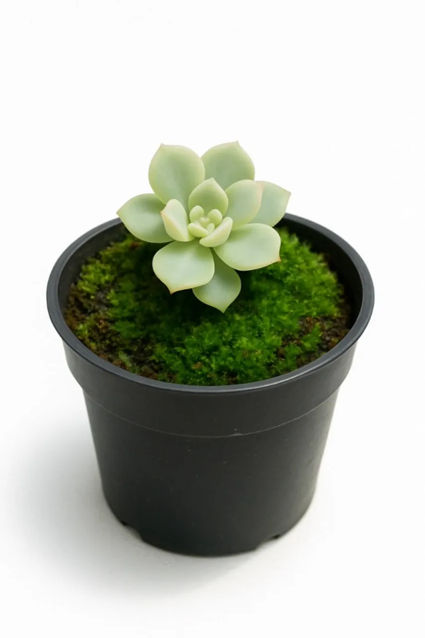 Rosa de Pedra Echeveria Elegans 10 unidades