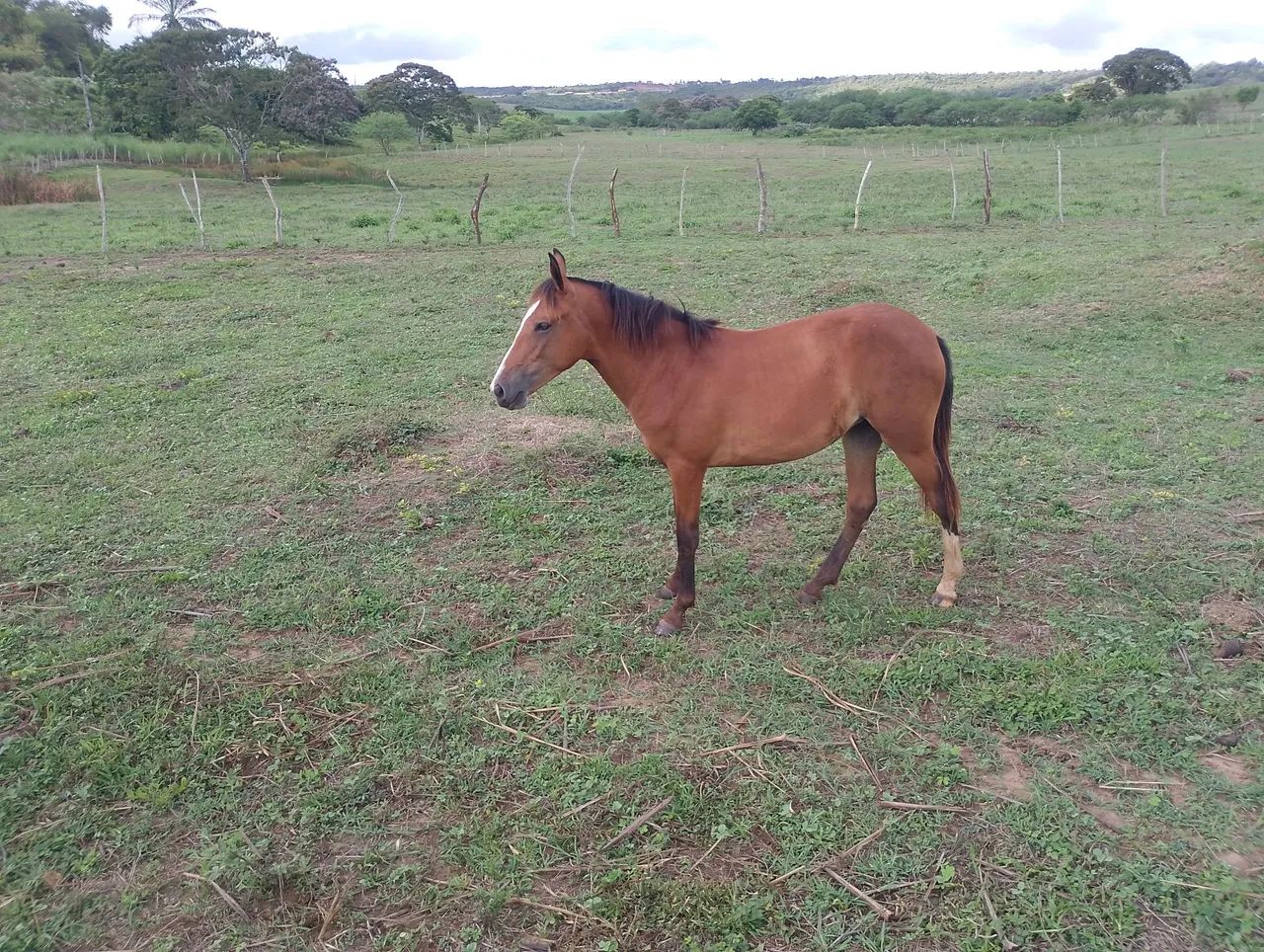Potra com 1 ano e 2 meses - Foto 5