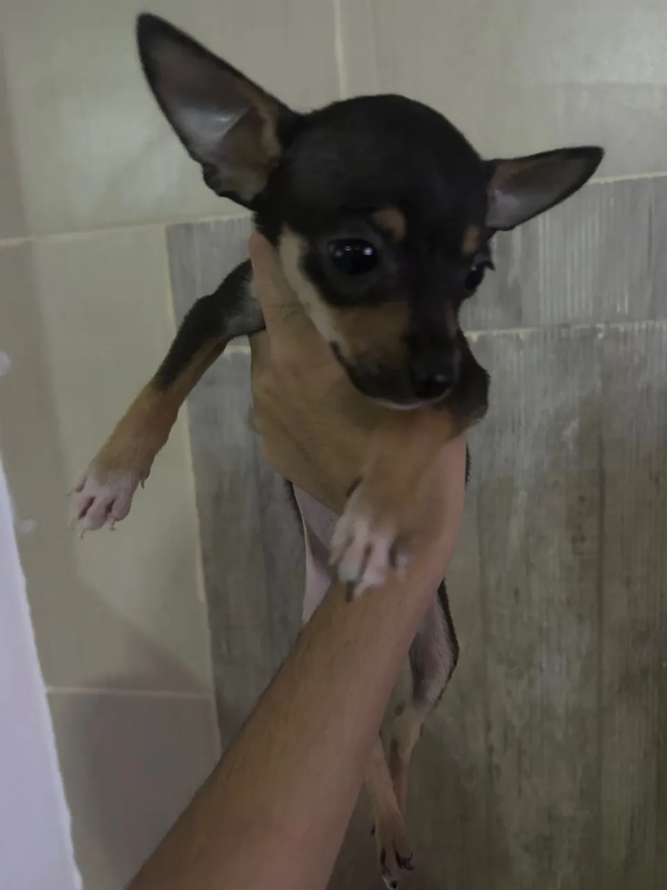 Pinscher 0