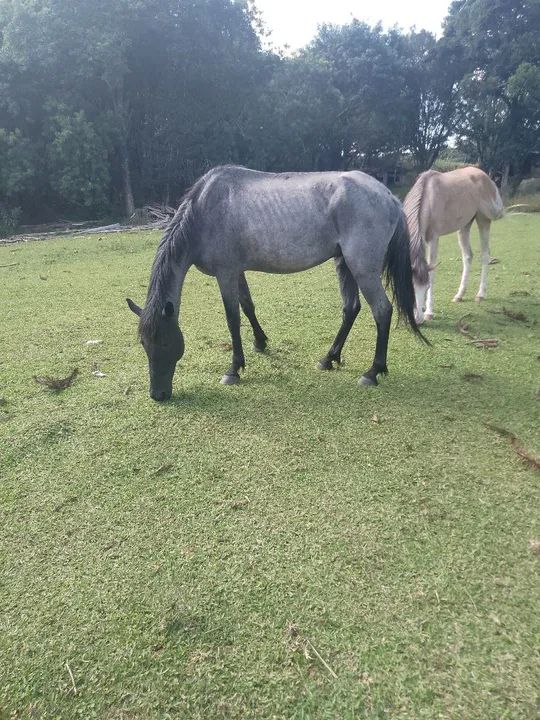 Vedou ou troco pego celular no negócio 