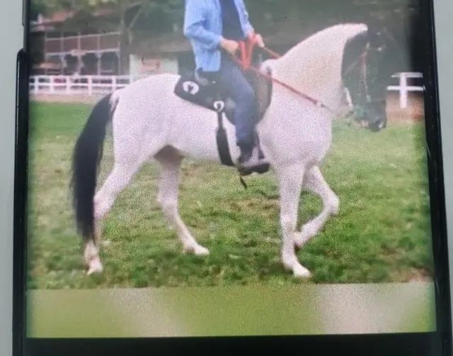 Potra Pampo de Castanha Linda MM com 3 anos e 08 meses (sem registro) - Foto 4