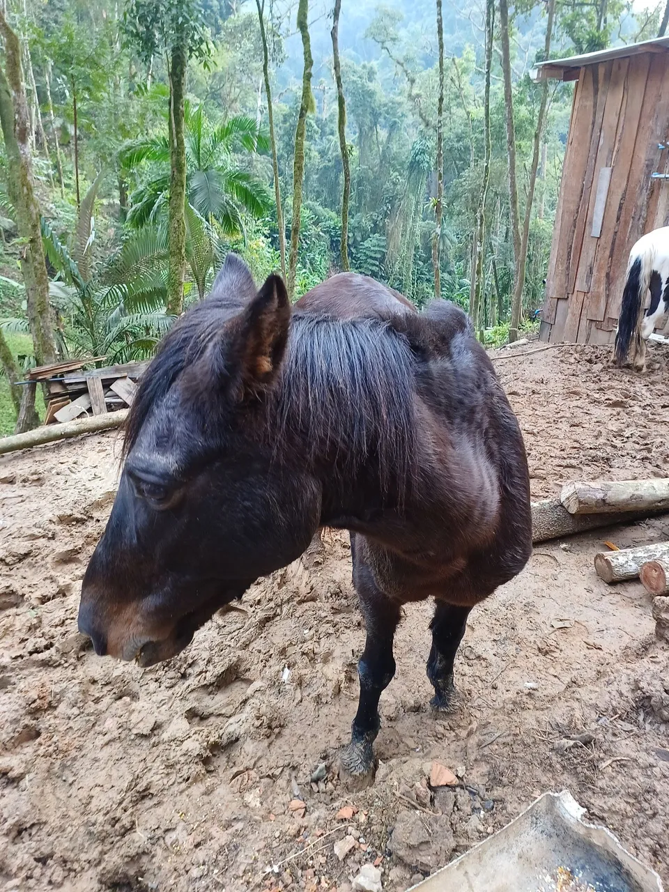 Vende-se cavalos ?