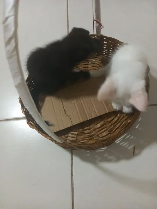 Dois gatinhos fofinhos para adoção
