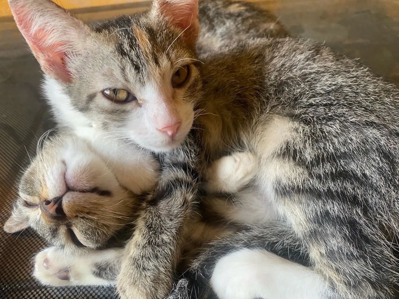 Dois gatinhos fofinhos para adoção - Foto 4