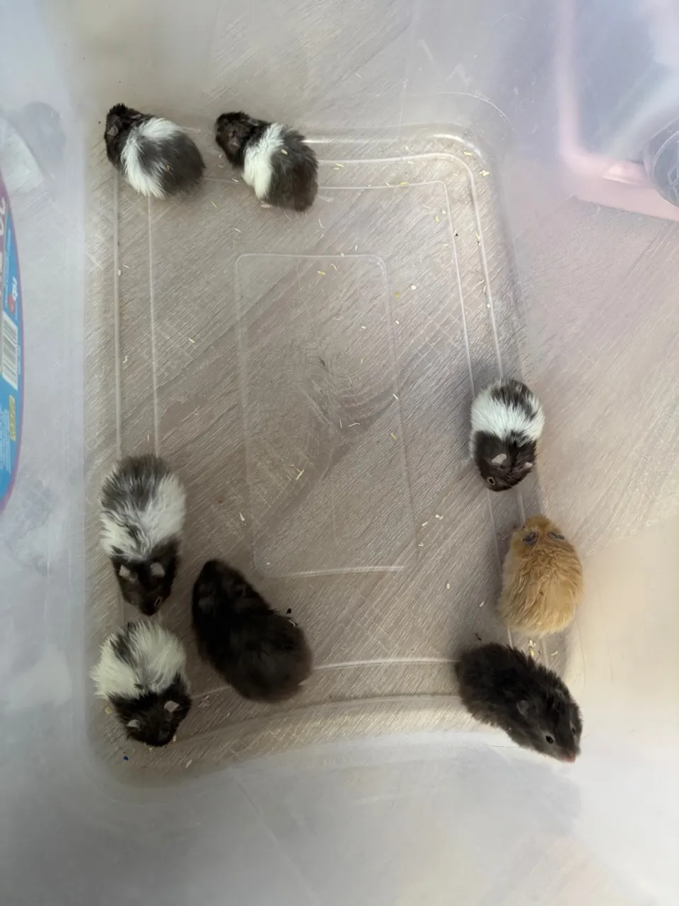 Filhotes de Hamster Sírio Angorá - 8 Disponíveis | Vários Cores!