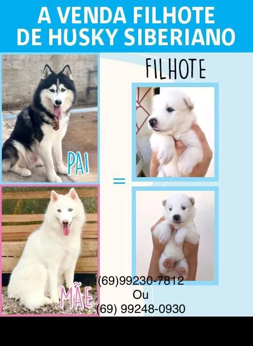 HUSKY SIBERIANO