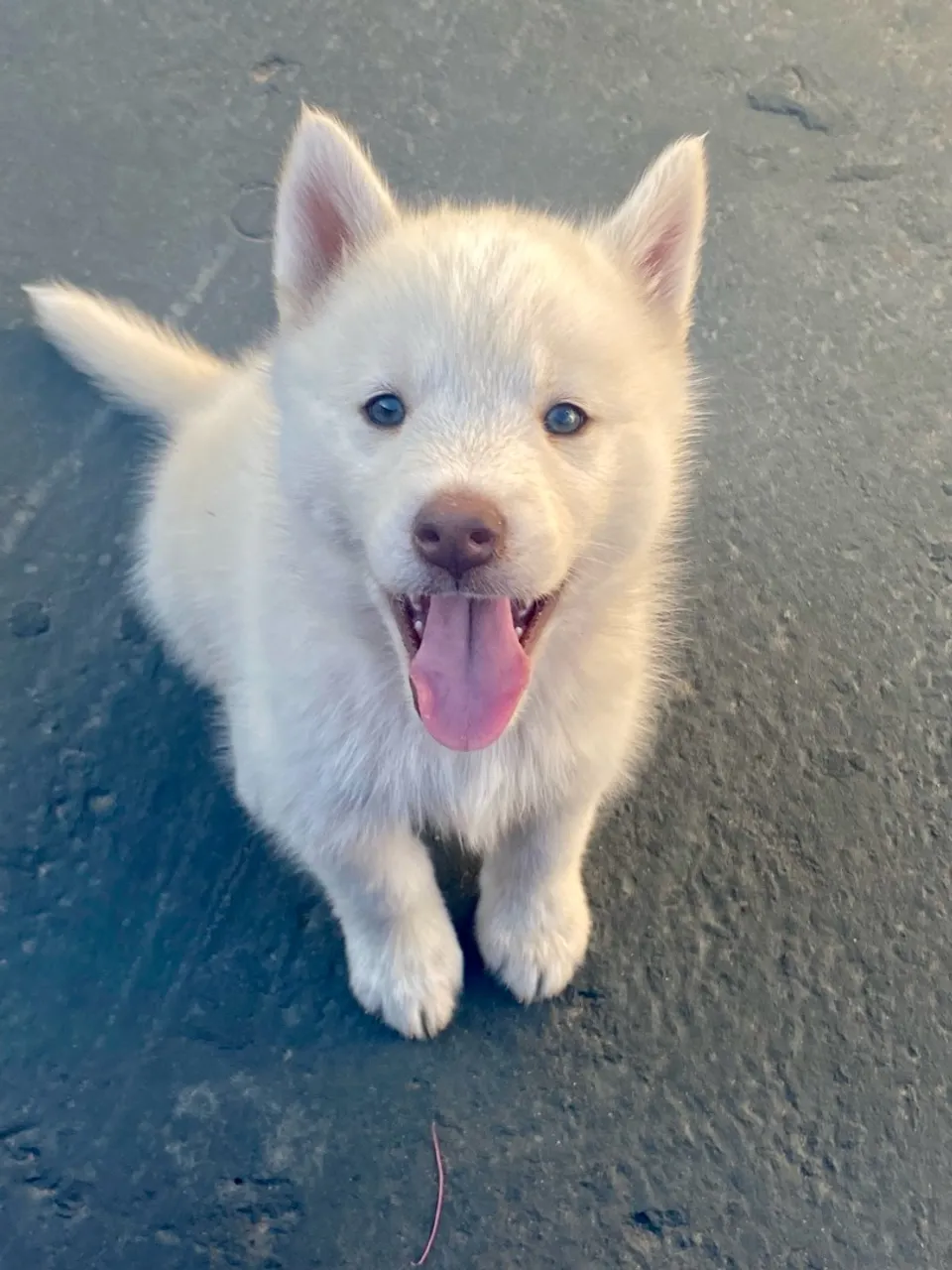 Fêmea Husky Siberiano Branca