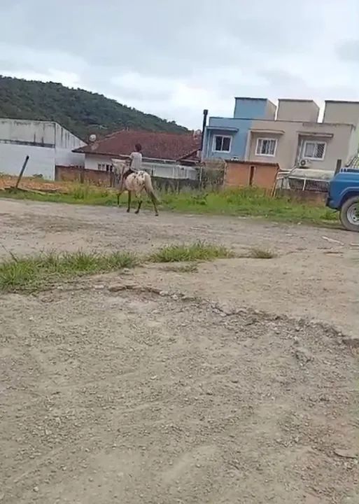 Pônei castrado - Foto 4