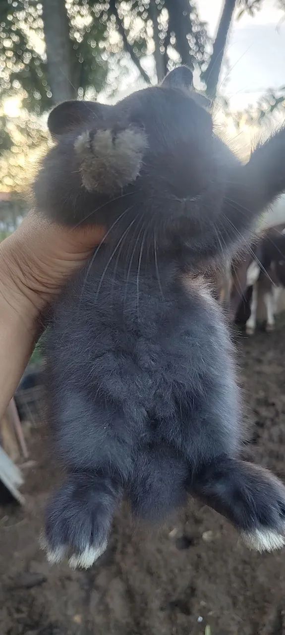 Filhotes de coelho gigante crioulo para venda
