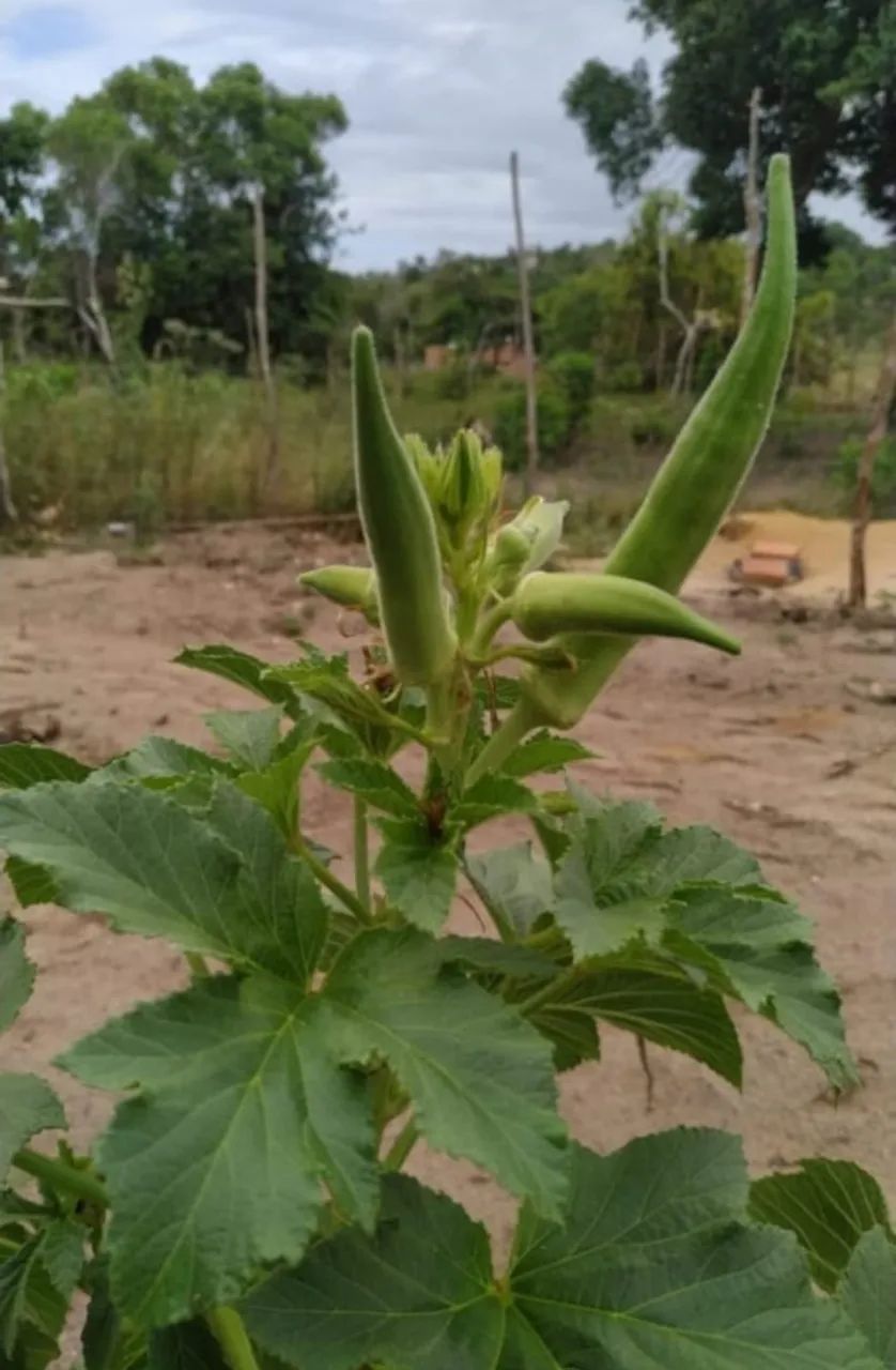 Terreno em Arembepe - linha verde