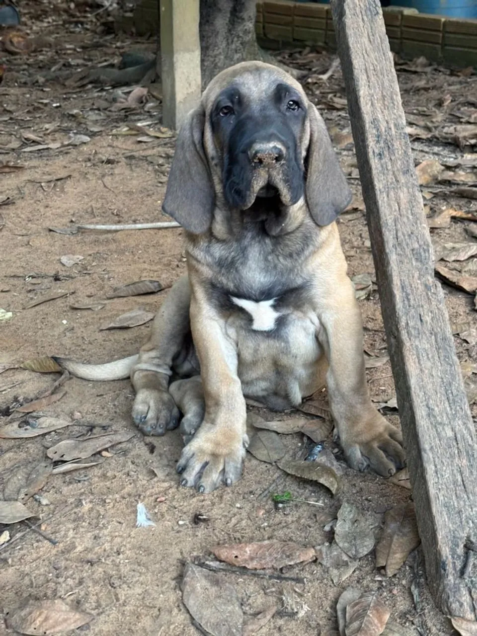 Filhote Fila Brasileiro