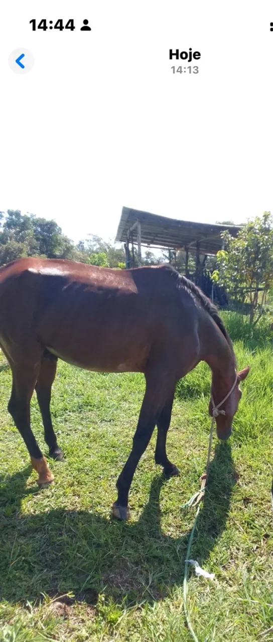 Cavalo Mangalarga super saudável 