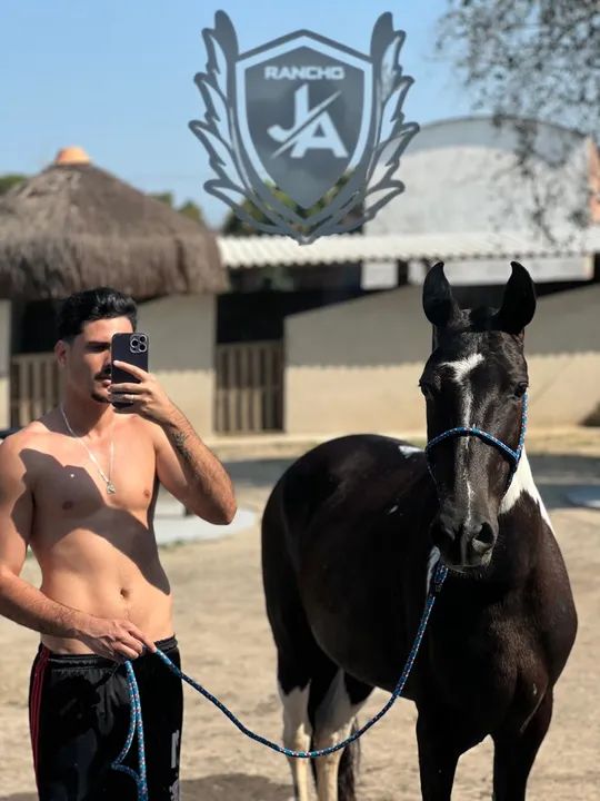 Égua Mangalarga Marchador (cavalo)