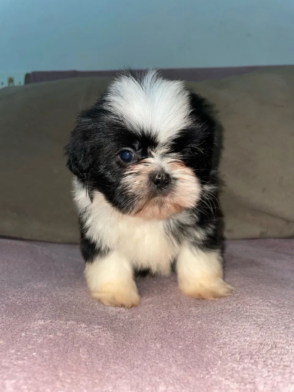 Filhote de shih tzu 