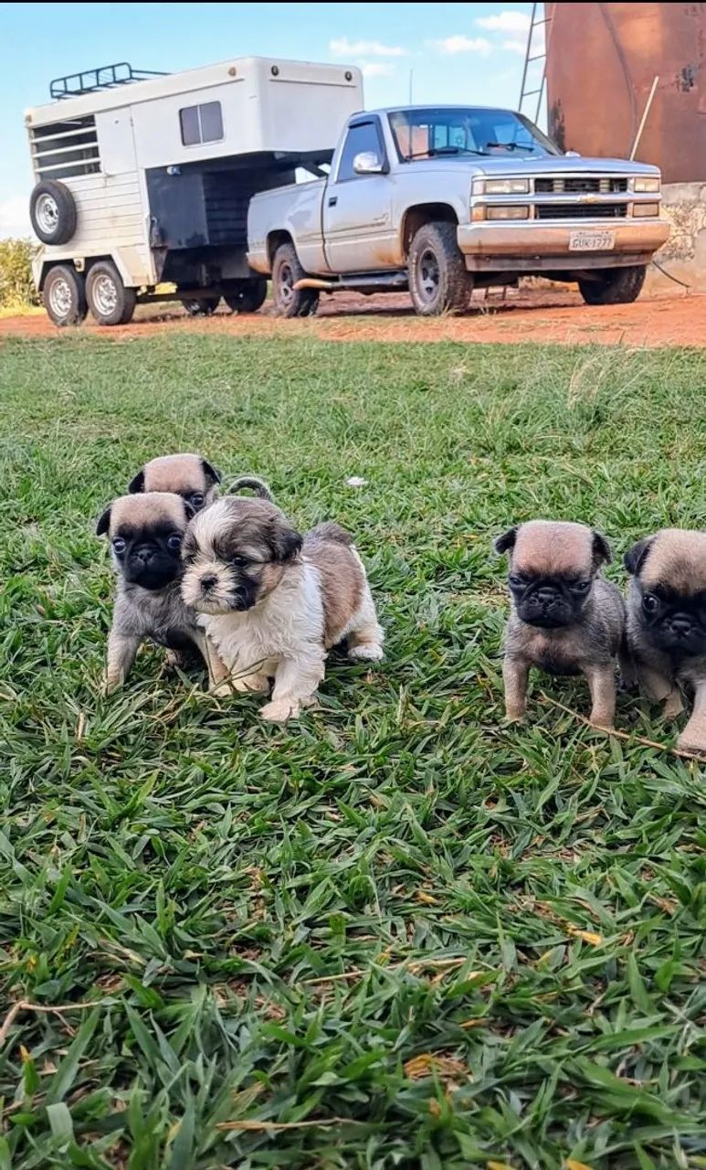 Pug - Foto 5