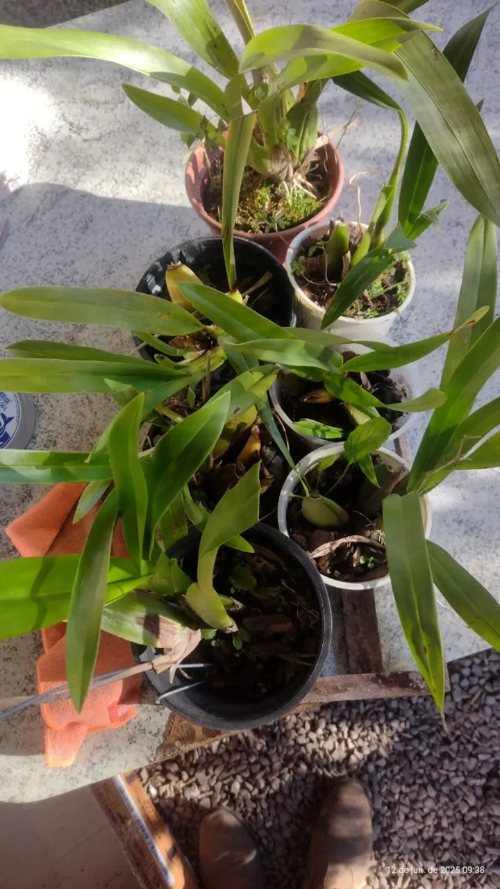 Mudas de orquídeas vende-