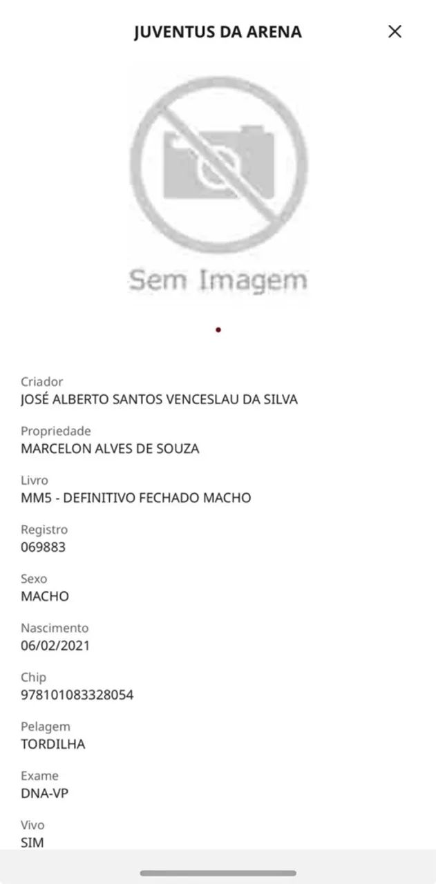 Cavalo Mangalarga Marcha Picada  - Foto 5