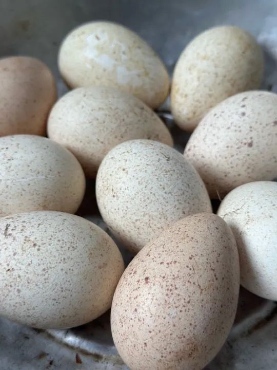 Ovos de Perú férteis  - Foto 2