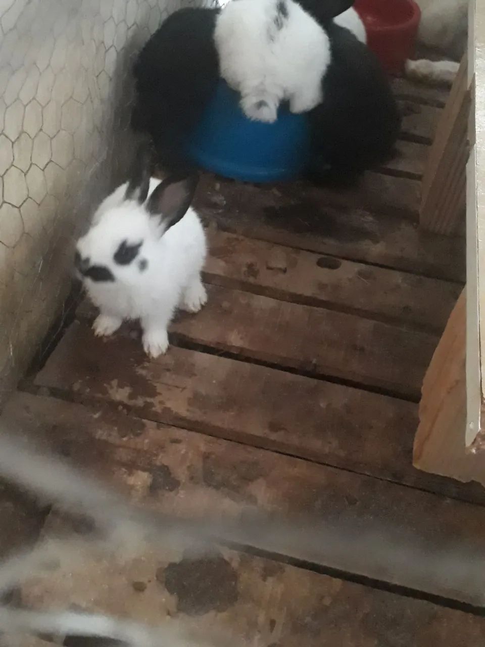 Coelhinhos borboleta pra venda - Foto 2