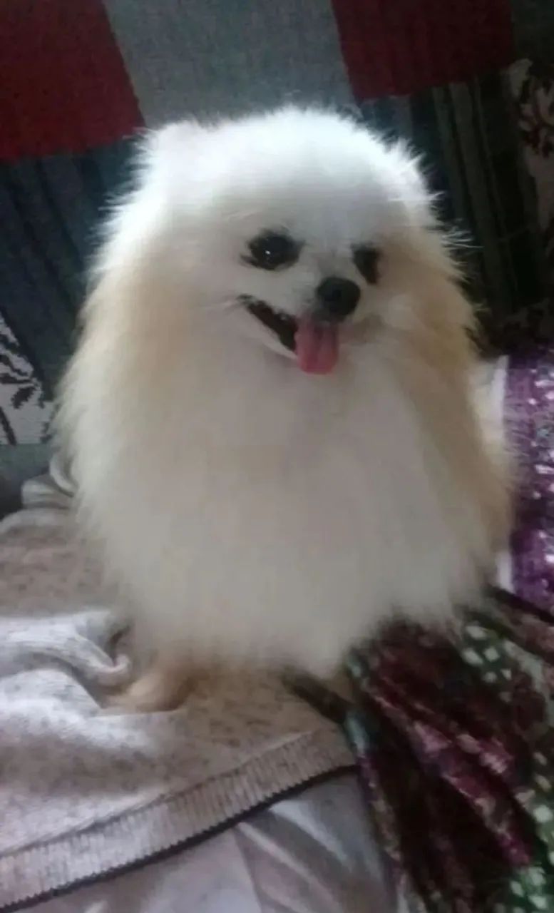 Spitz Alemão Macho anão  - Foto 6