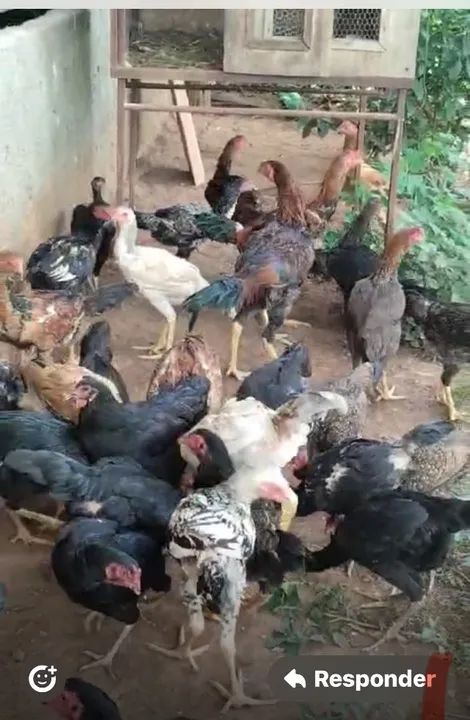 Venda Frango Caipira