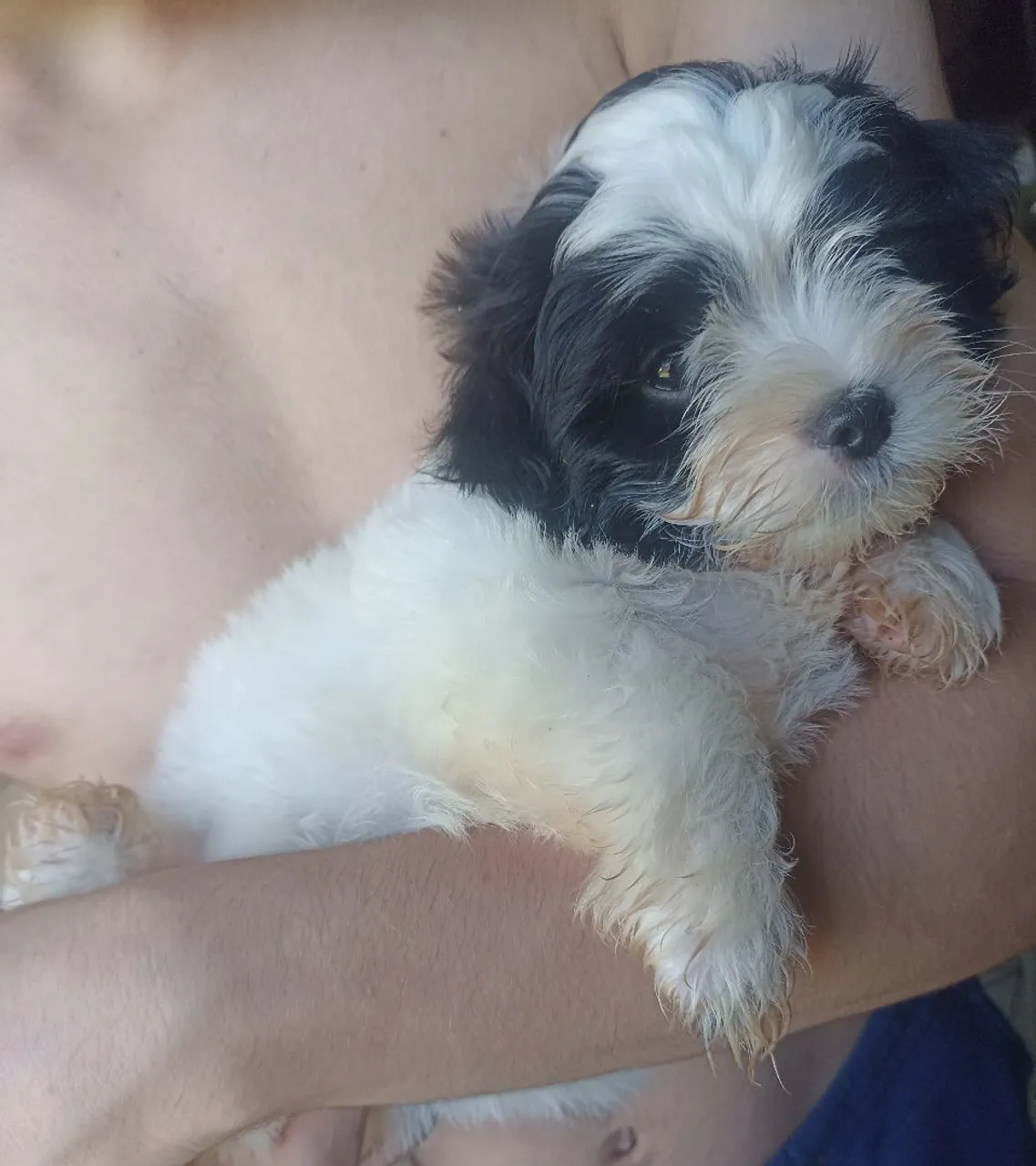 Filhote Shih Tzu macho