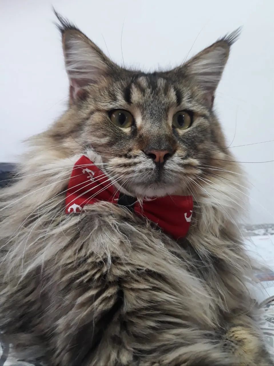 Gatos Maine Coon - Foto 5