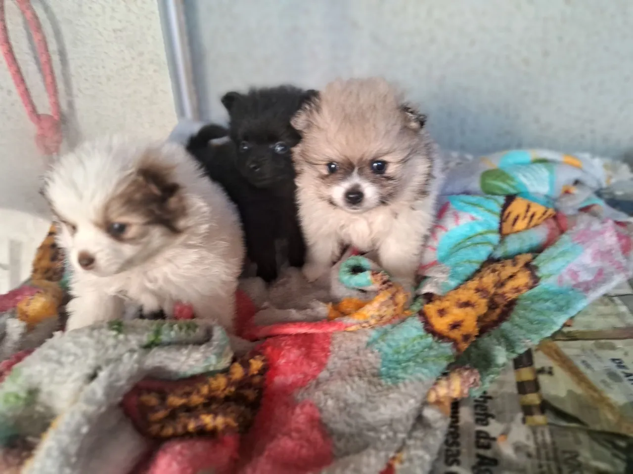 Filhotes de Spitz Alemão anão Lindos e Fofos!