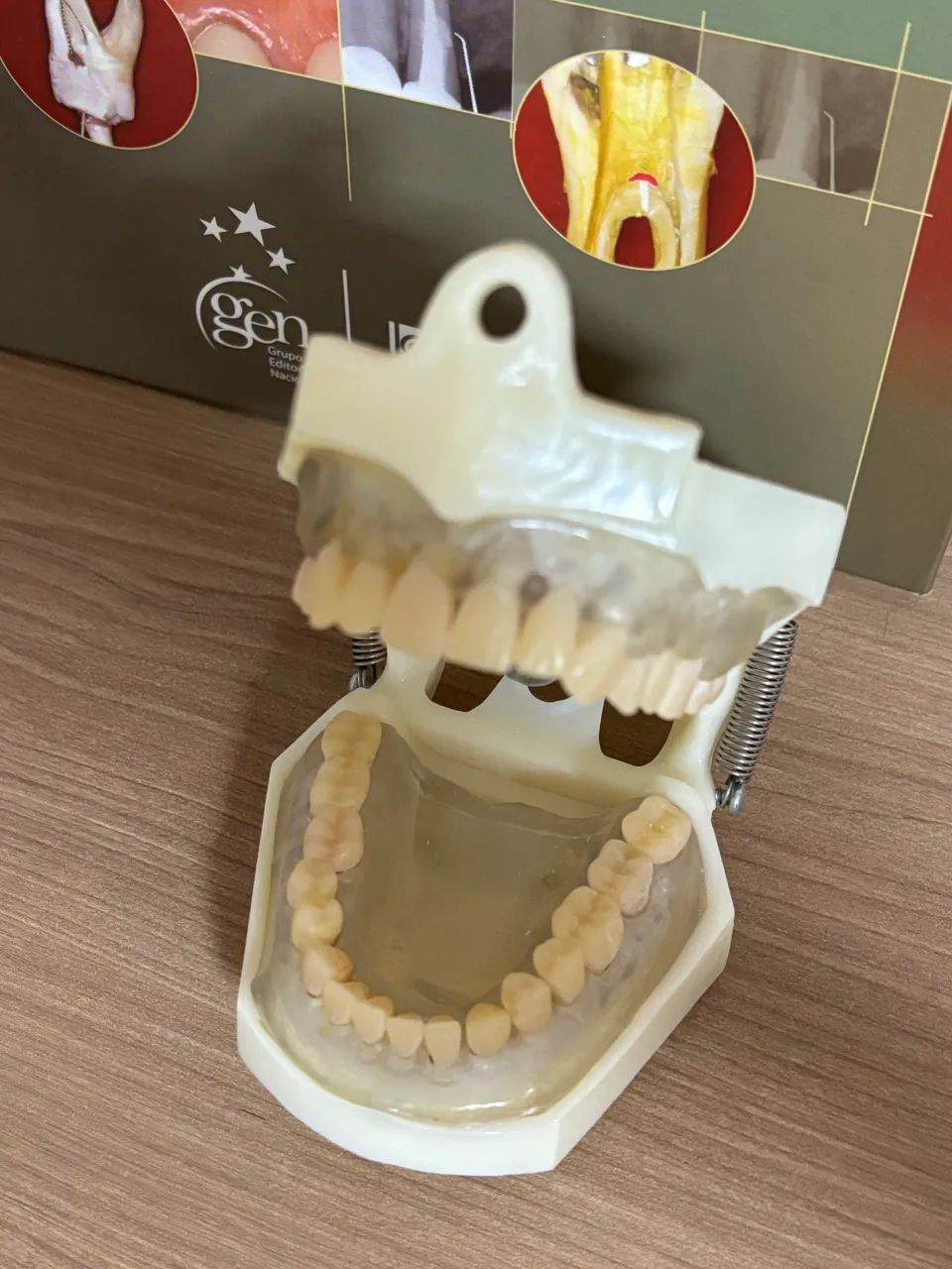 Manequim Odontológico  - Foto 5