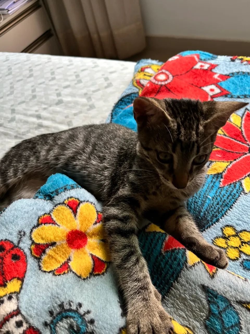 Doação de gatinho - Foto 4