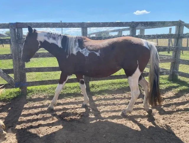 Égua e potra tobianas homozigotas