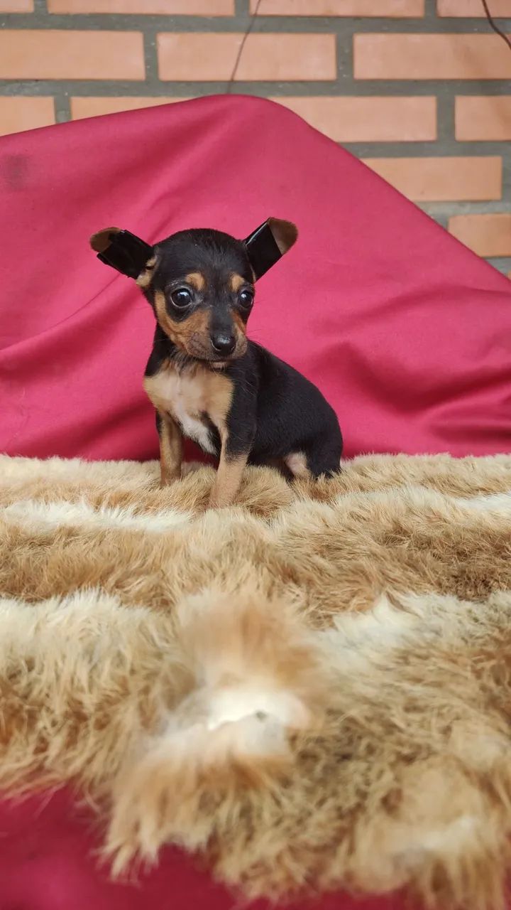 Pinscher fêmea 1 