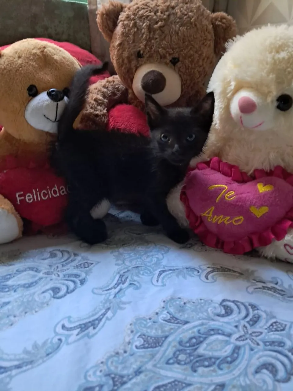 Gatinh Pret Fofa