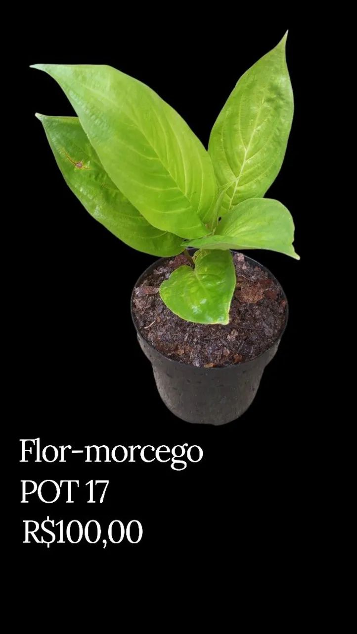 Flor-morcego - Foto 2