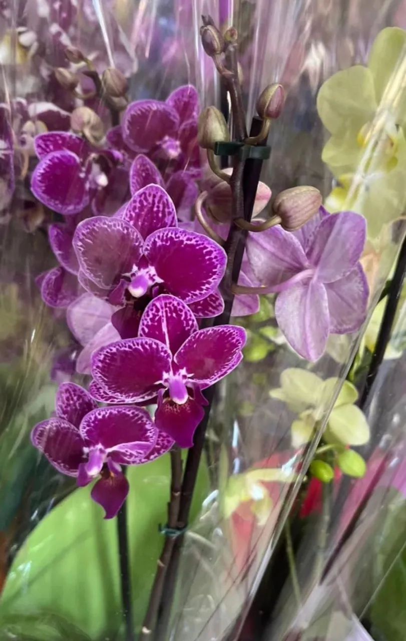 Lindas Orquídeas - Várias Cores e Espécies  - Foto 4