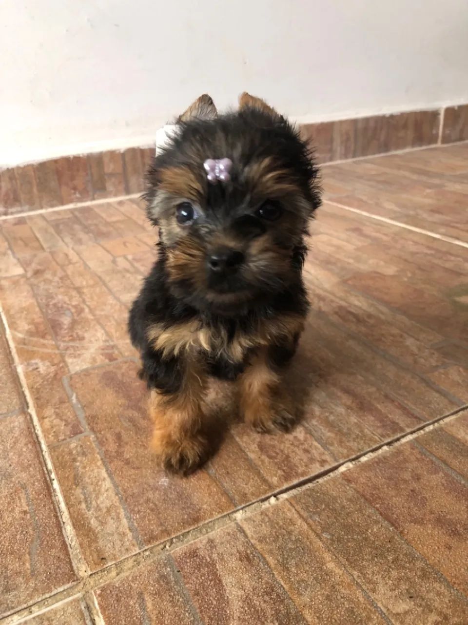 Yorkshire Terrier (1 casal disponível) LEIA O ANÚNCIO 