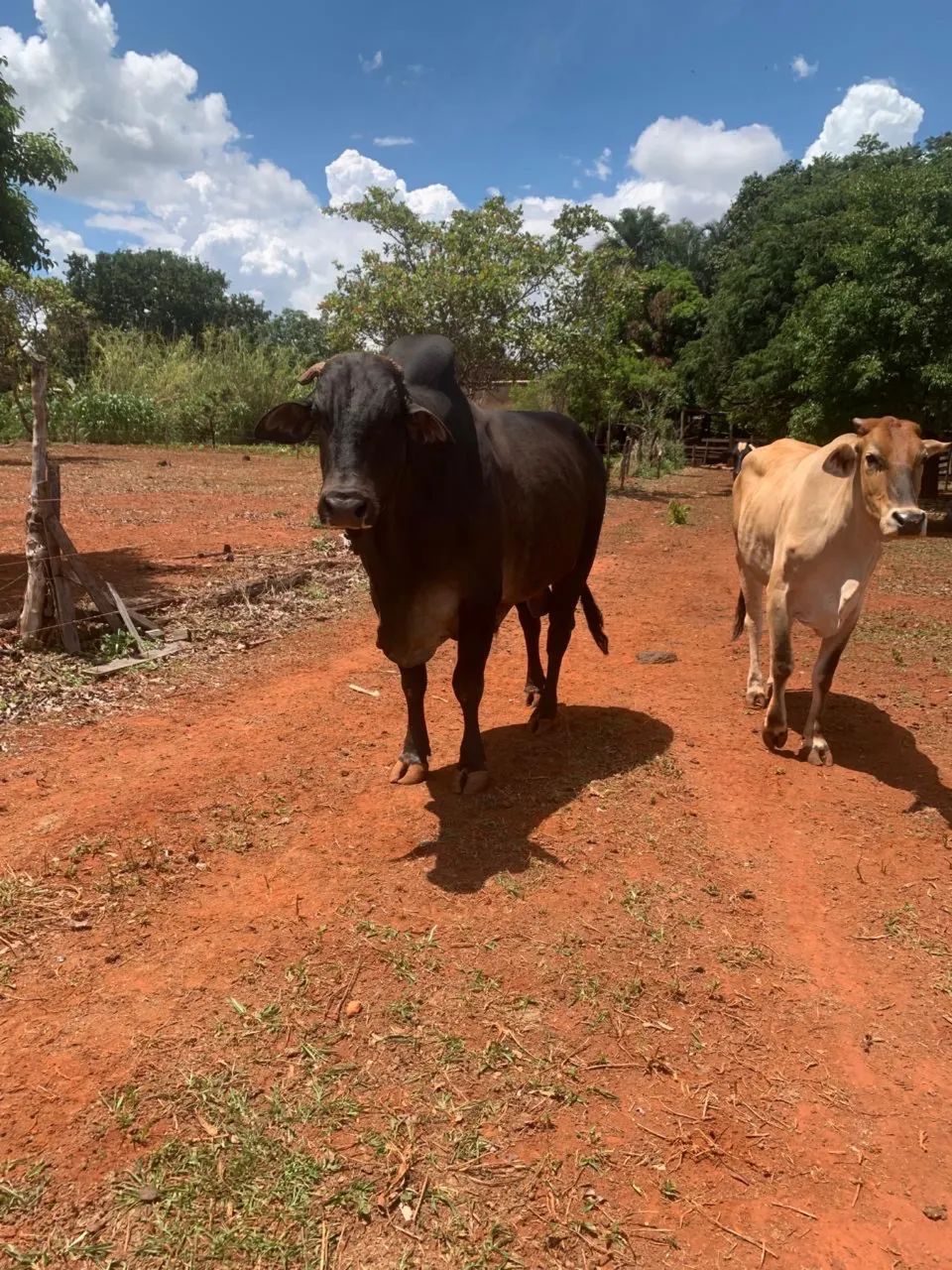 Vacas