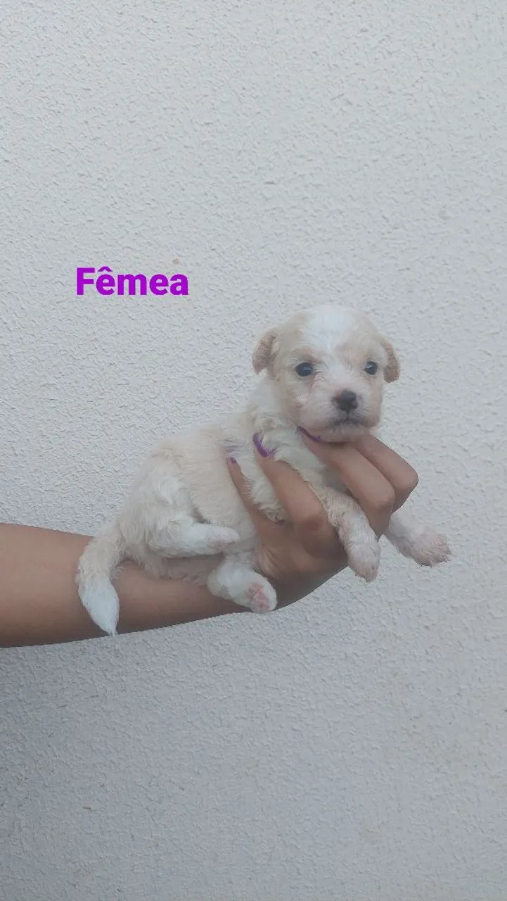 Vende-se filhotes de poodle puro