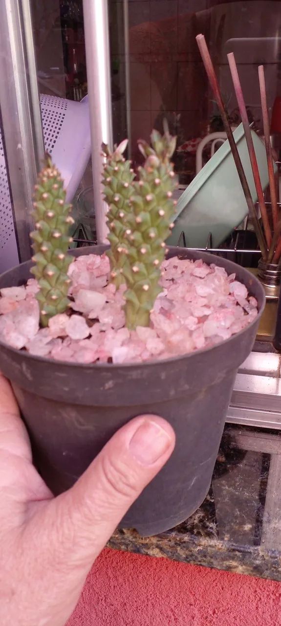 Cactos e Suculentas - Foto 5