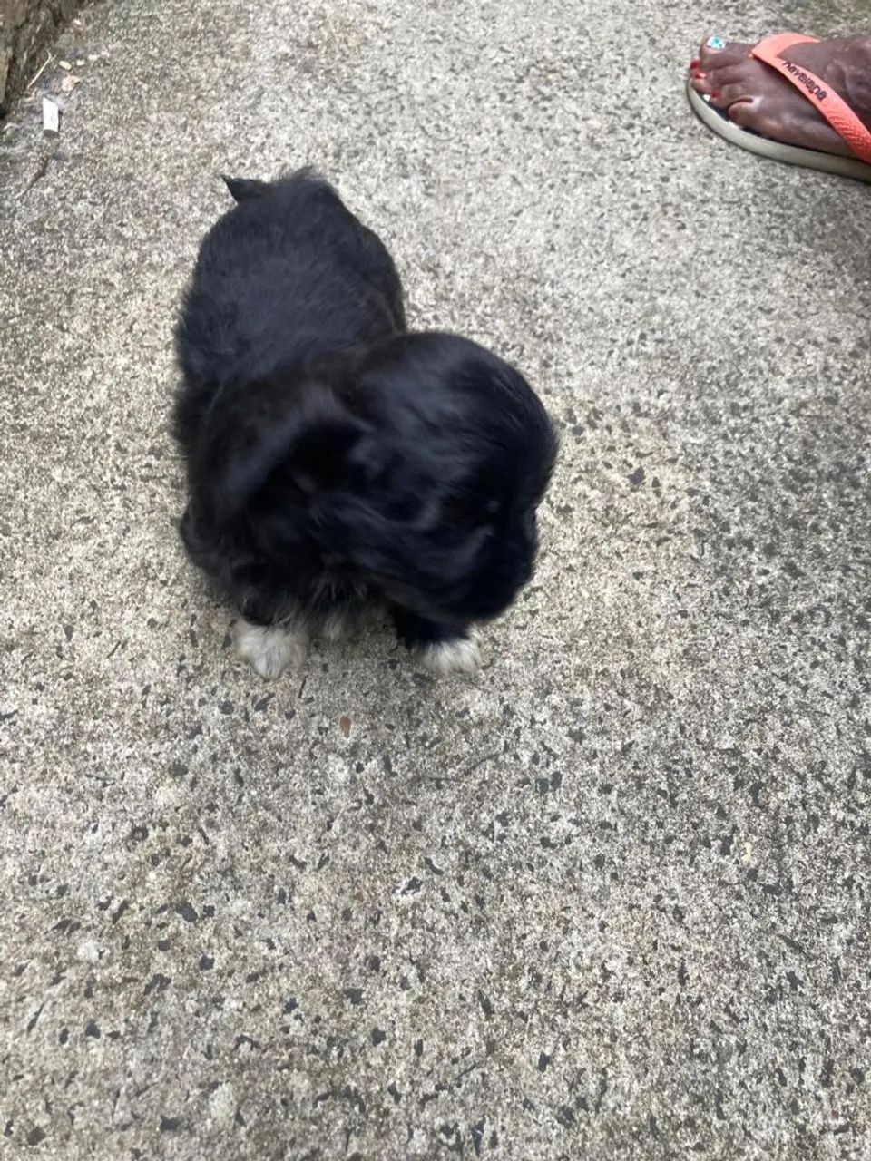 Filhote de Shih Tzu/poodle - Foto 4