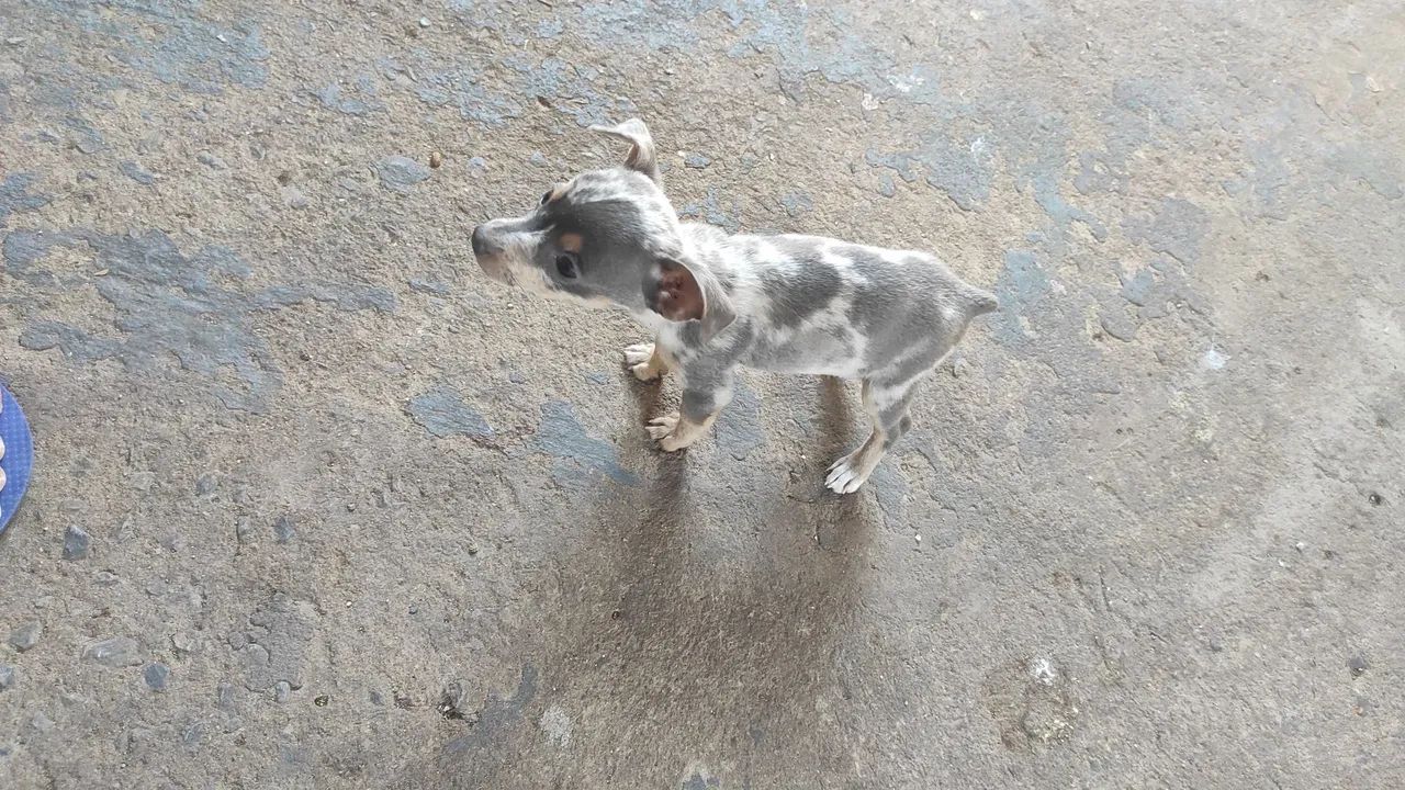 Pinscher Merle N:0