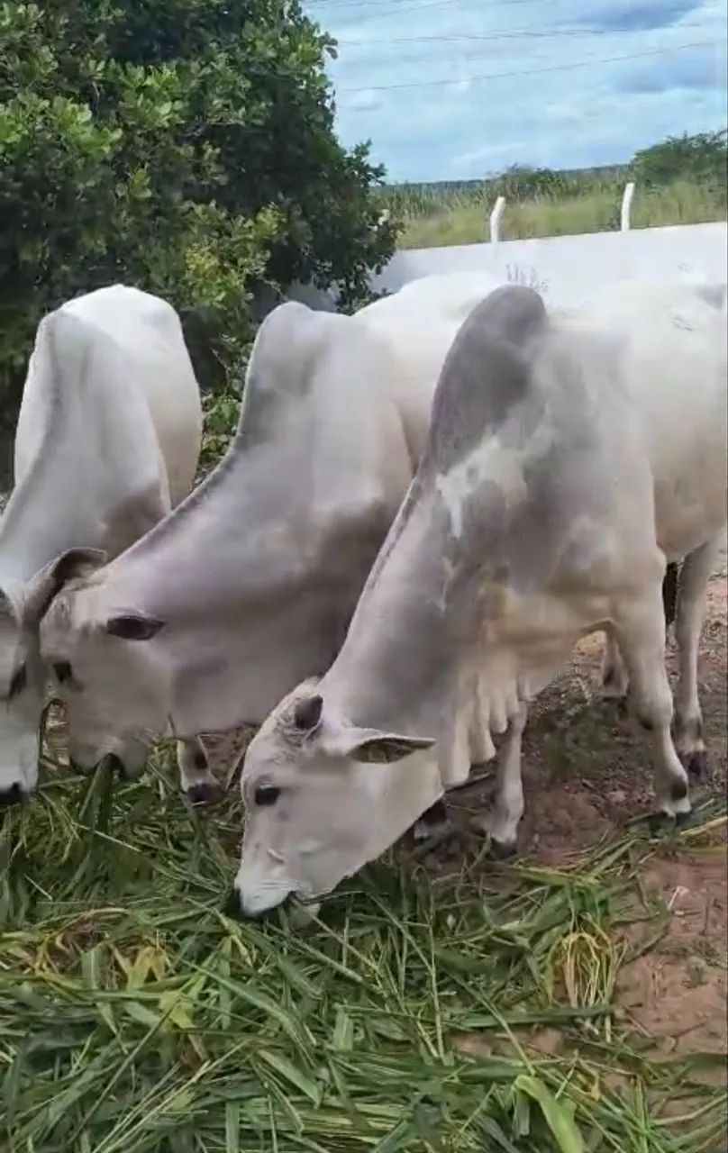 Vendo 3 Garrotes/bezerros Nelore - Ótima Oportunidade