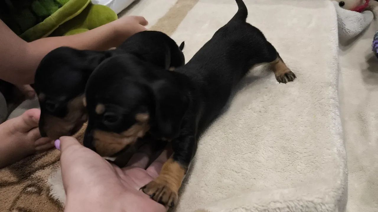 Dachshund machos  - Foto 2