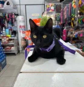doaçao de gato fofo