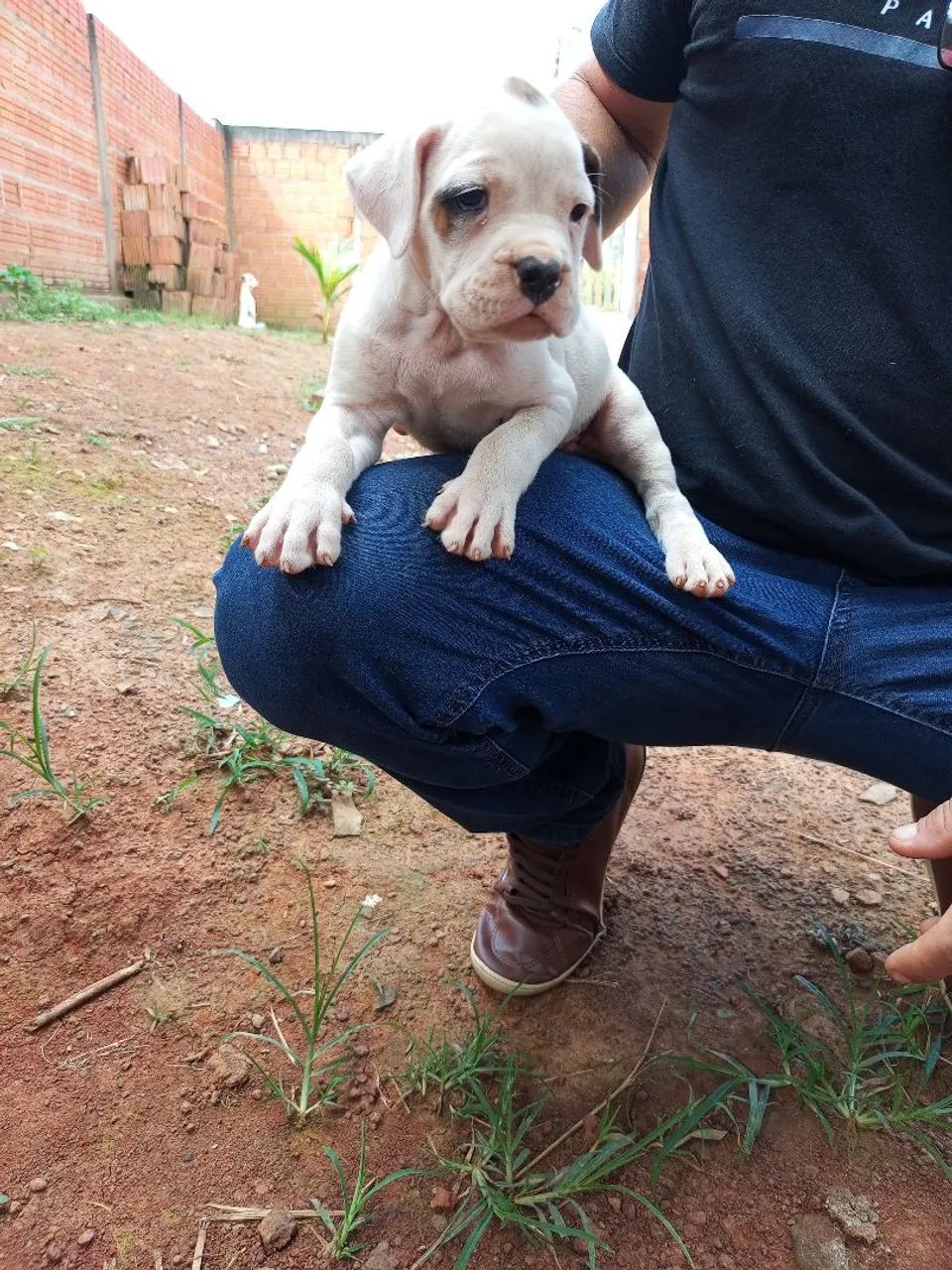 Filhote de box com Bulldog americano 