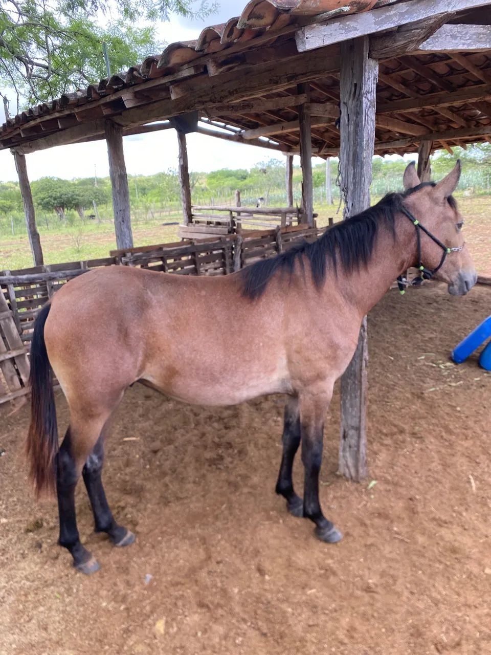 Potro MM registrado filho de campeão nacional 