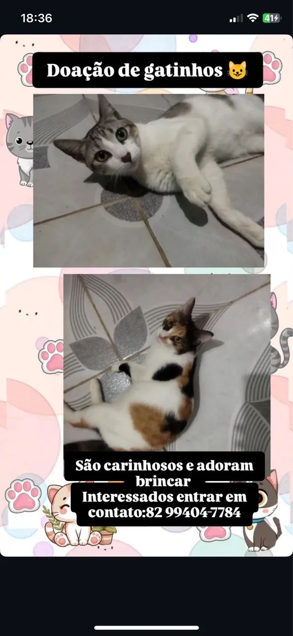 Gatos doação 