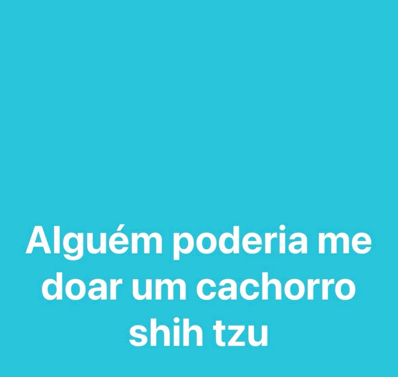 Cachorro shih tzu
